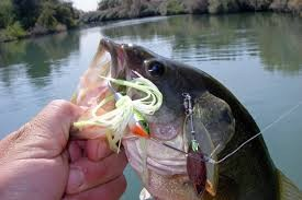 why is bass fishing so popular